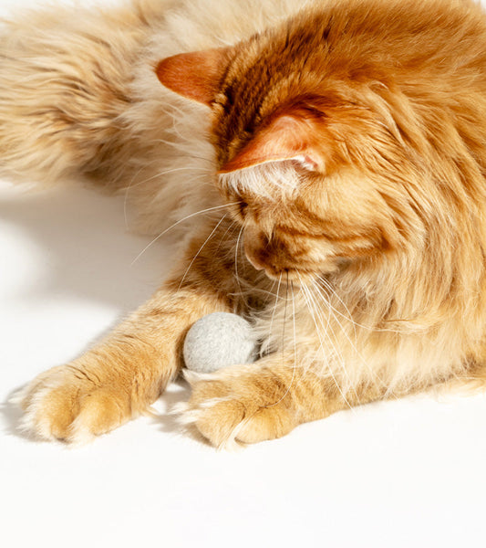 Balle interactive pour chats