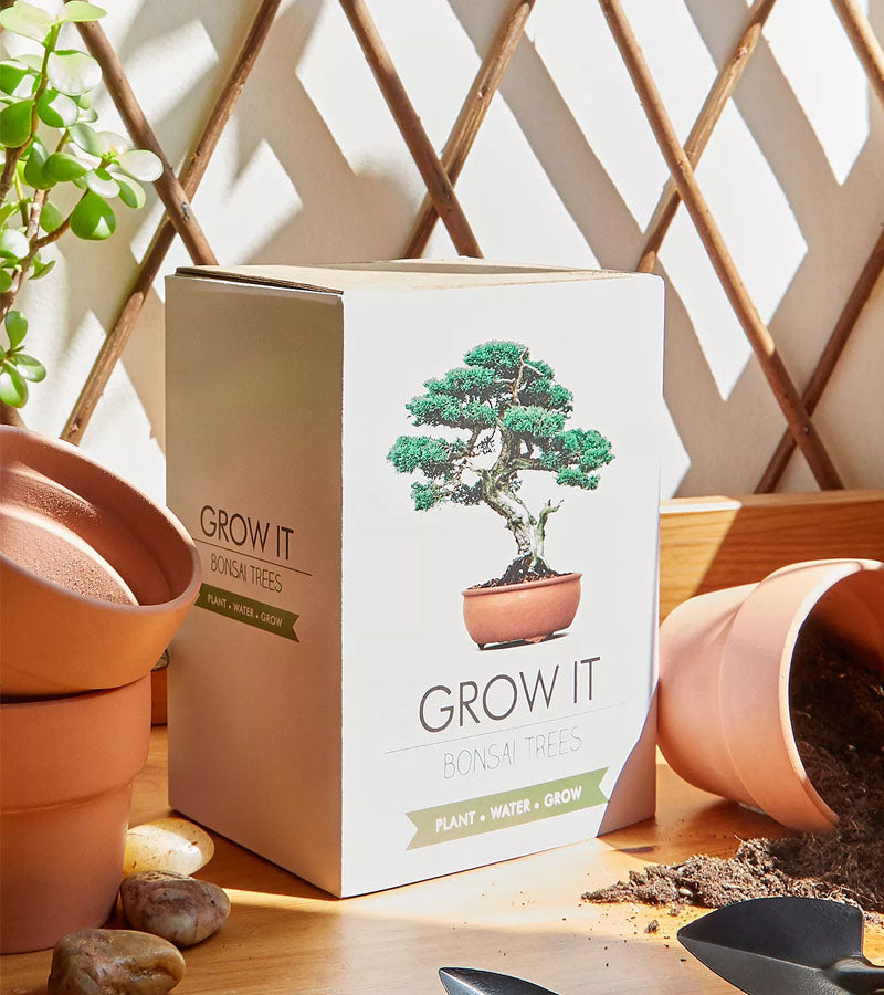 Kit de plantation pour bonsaï 
