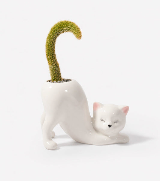 Cache-pot Chat Yoga