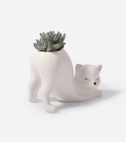 Cache-pot Chat Yoga