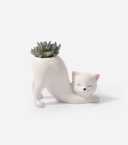 Cache-pot Chat Yoga