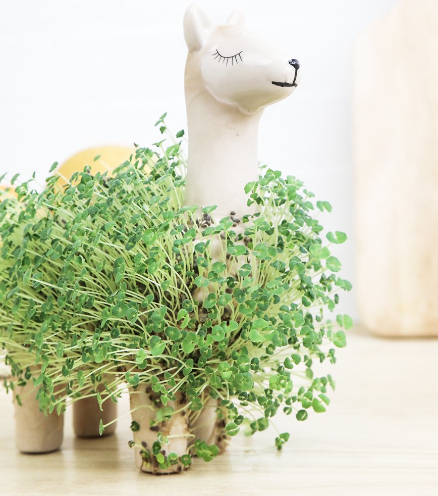 Lama à faire pousser 