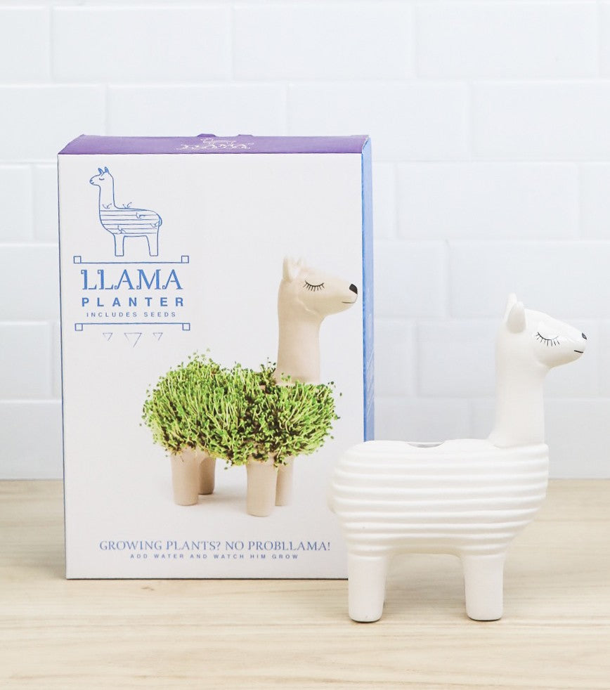 Lama à faire pousser 