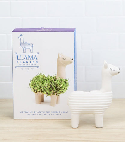 Lama à faire pousser 