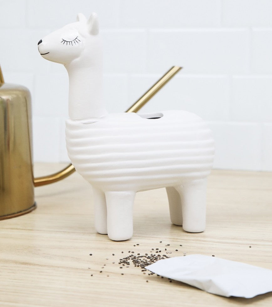 Lama à faire pousser 