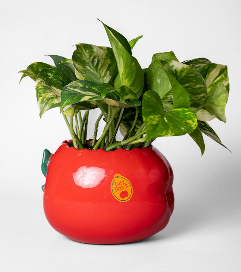 Pot pomme croquée