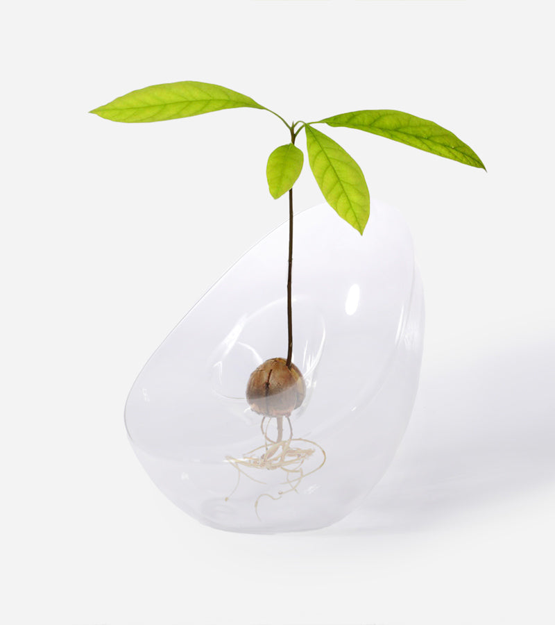Vase pour noyau d'avocat