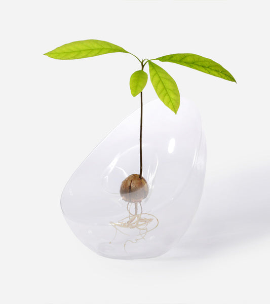 Vase pour noyau d'avocat
